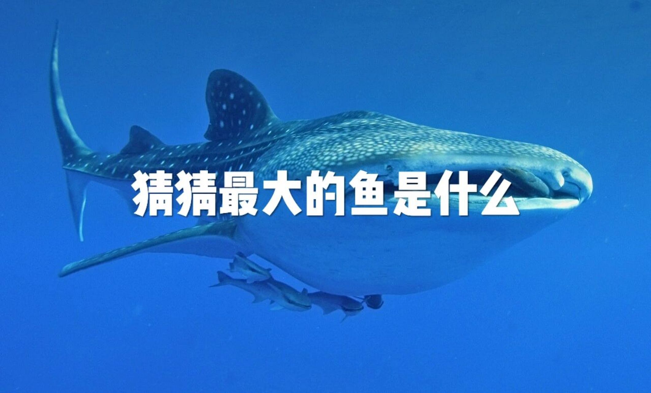 鲸探(鲸探的数字藏品怎么卖出去)