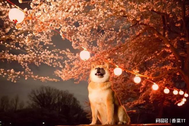 DOGECOIN(dogecoin平台)